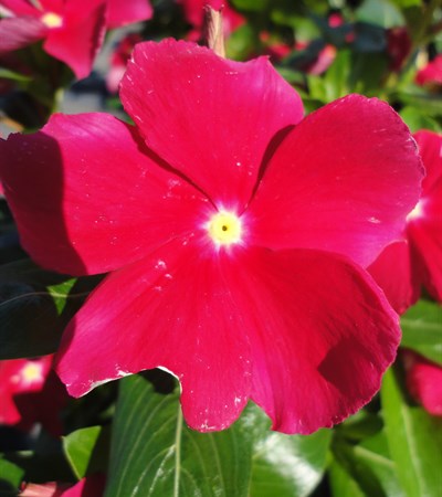 Vinca Cora® Red